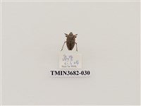 藏品(鞘翅目(2))的圖片